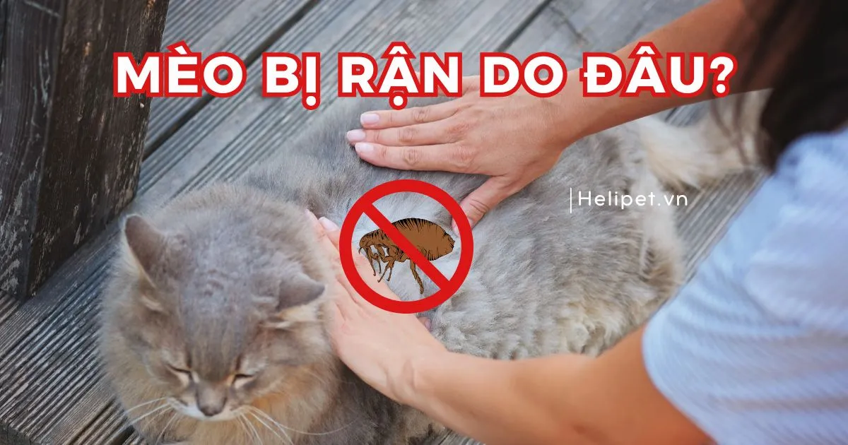 Cách Trị Rận Mèo Trên Người Thú Cưng Hiệu Quả Nhất