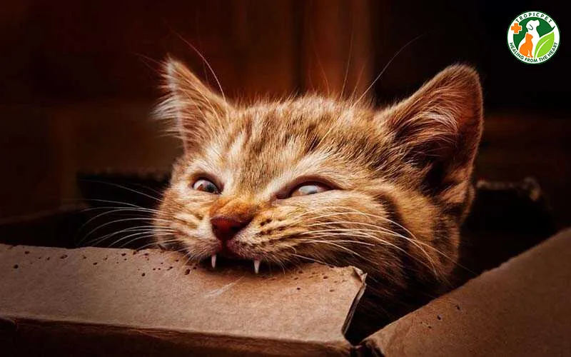 Mèo cắn đồ vật khi thay răng sữa