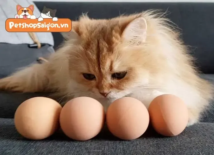Mèo có ăn được trứng không giúp bổ sung axit amin thiết yếu cho cơ thể