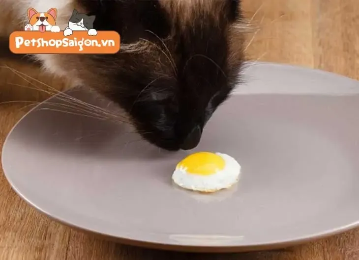 Cần nấu chín khi mèo có ăn được trứng không để đảm bảo an toàn