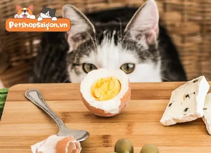 Mèo có ăn được trứng không cần lưu ý về liều lượng phù hợp
