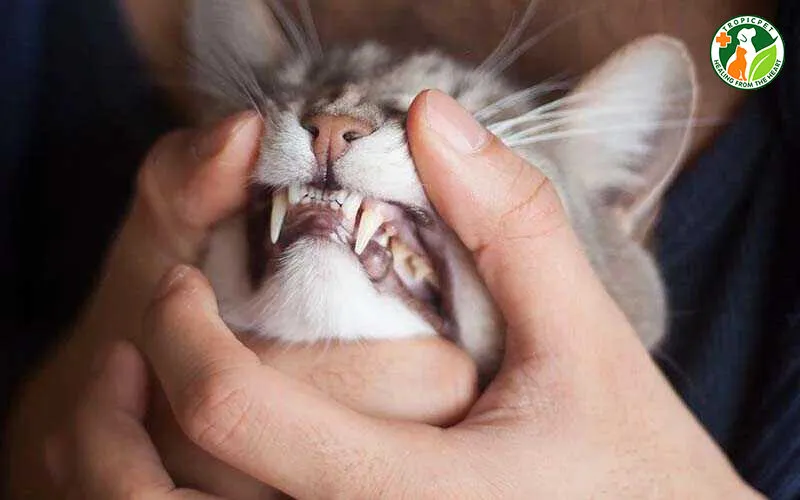 Mèo có thay răng không và những điều cần biết