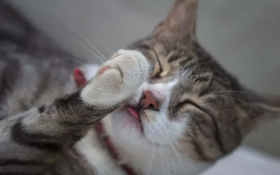 Mèo có thể ăn được sữa chua hy lạp và sữa chua nguyên chất