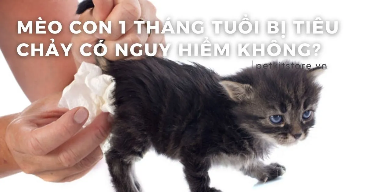 Có Nên Cắt Móng Cho Mèo Con Không? Hướng Dẫn Chi Tiết Từ A-Z