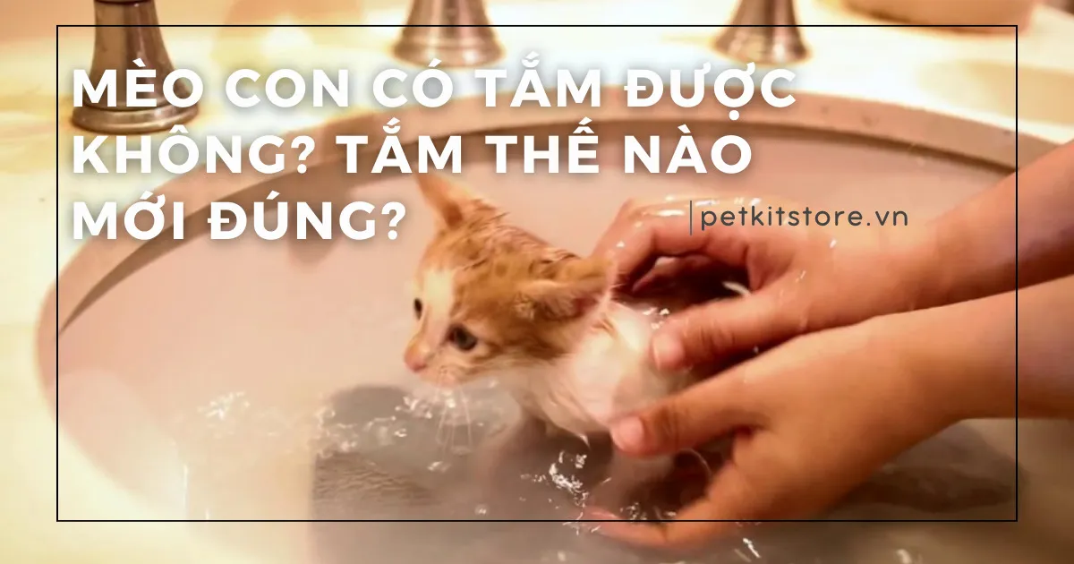 Có Nên Cắt Móng Cho Mèo Con Không? Hướng Dẫn Chi Tiết Từ A-Z