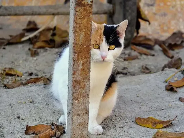 Một chú mèo đang quan sát xung quanh