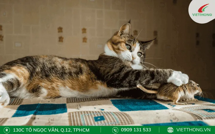 Mèo, kẻ thù tự nhiên của chuột, là biện pháp sinh học hiệu quả để kiểm soát chuột trong nhà.