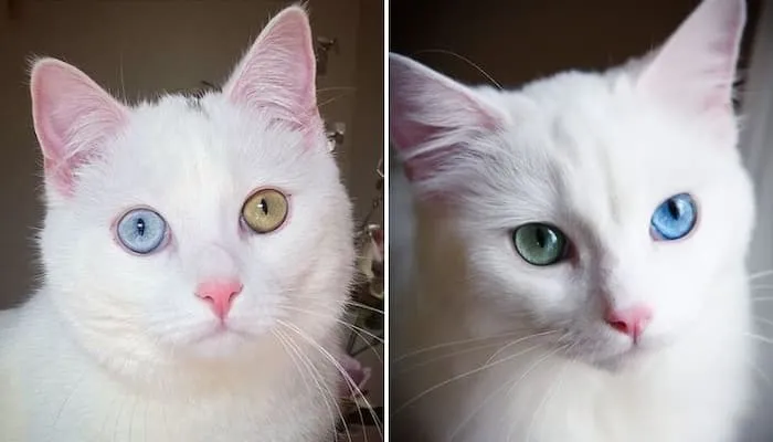 Mèo Khao Manee sở hữu 2 màu mắt đặc biệt mang lại may mắn