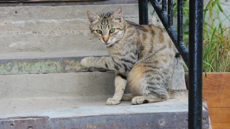 Mèo là thiên địch giúp phòng ngừa và xua đuổi chuột chù nhà