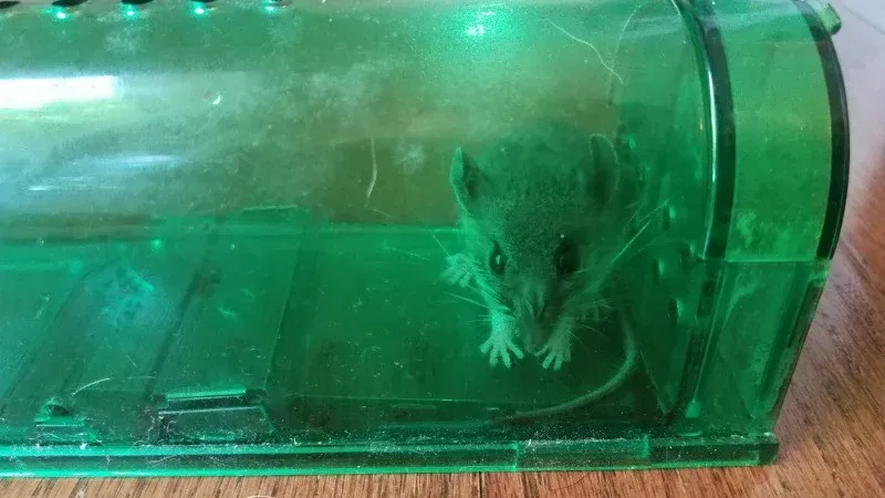 Mẹo làm bẫy chuột tự chế bằng xô nước và chai nhựa dễ dàng