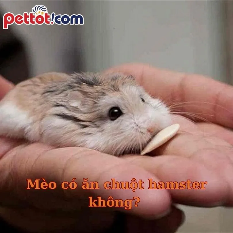 Mèo tò mò nhìn chằm chằm vào lồng chuột hamster an toàn