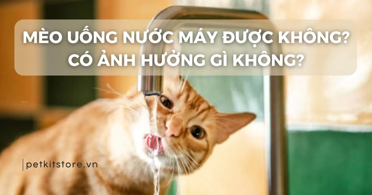 Máy Sản Xuất Thức Ăn Chó Mèo: Hướng Dẫn Chi Tiết Từ A-Z