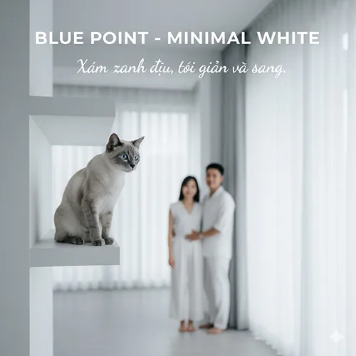 Mèo Xiêm Blue Point ngồi trên kệ trắng, thể hiện sự tối giản và thanh lịch trong phòng