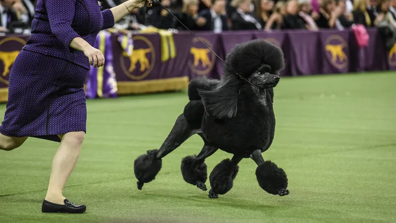 Minh họa chó Poodle đi bộ bên cạnh chủ nhân theo dây dắt, rèn luyện tính kỷ luật trước khi dạy đi hai chân