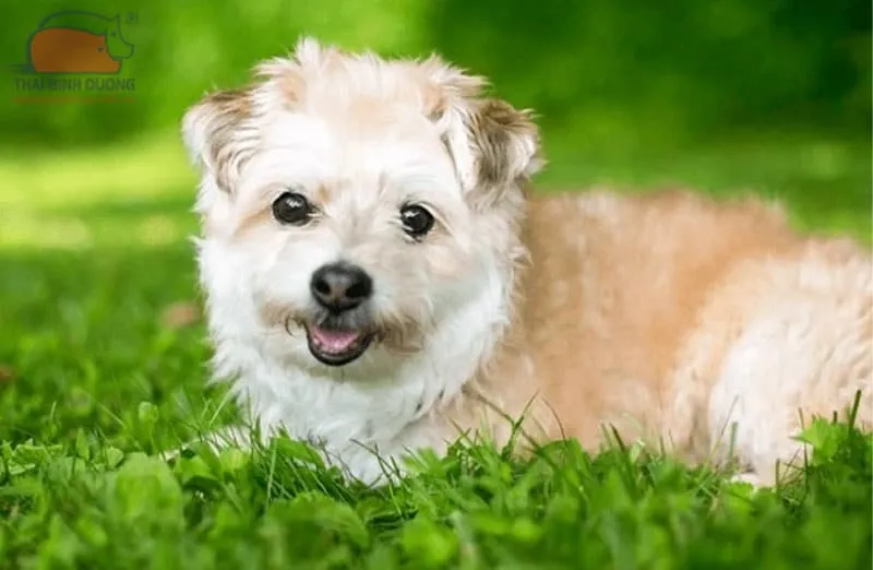 Minh họa chó Poodle lai chó bản địa Việt Nam, khác biệt với dòng Pomapoo