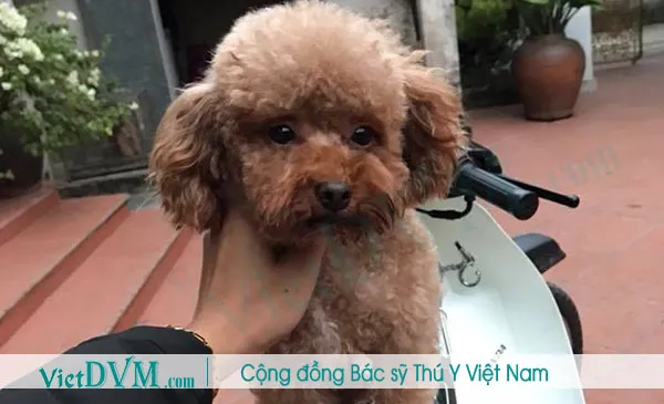 Minh họa sự thay đổi màu lông tự nhiên trên chó Poodle, bao gồm cả màu nâu đỏ