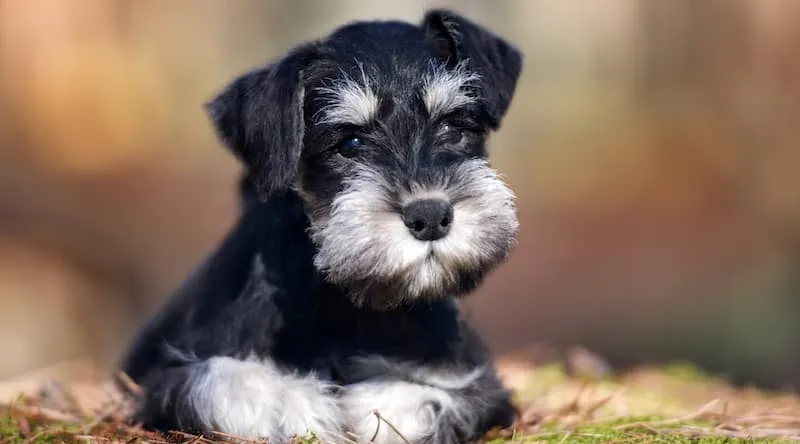 Miniature Schnauzer với bộ lông hai lớp độc đáo