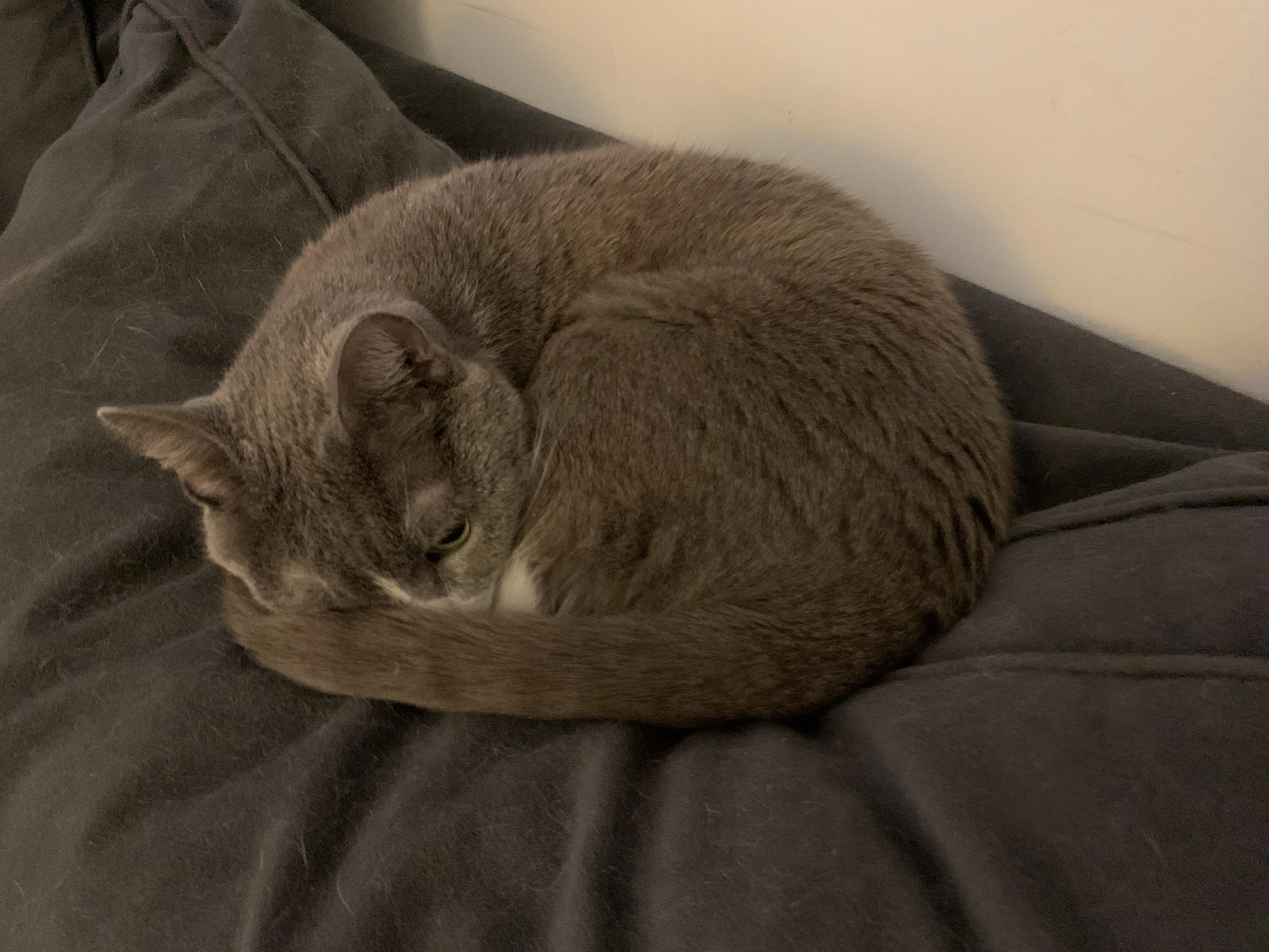 Mèo Anh Lông Ngắn Giá Bao Nhiêu: Cẩm Nang Chi Tiết Từ Chuyên Gia