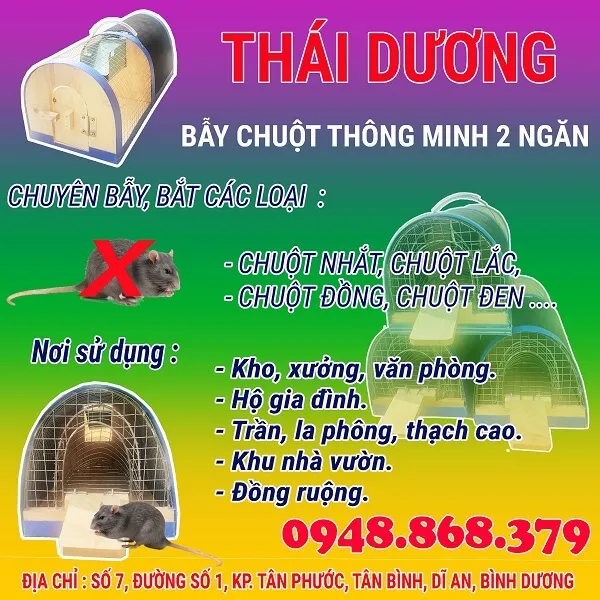 Mô hình bẫy chuột thông minh hai ngăn chuyên dùng để bắt số lượng lớn chuột trần nhà