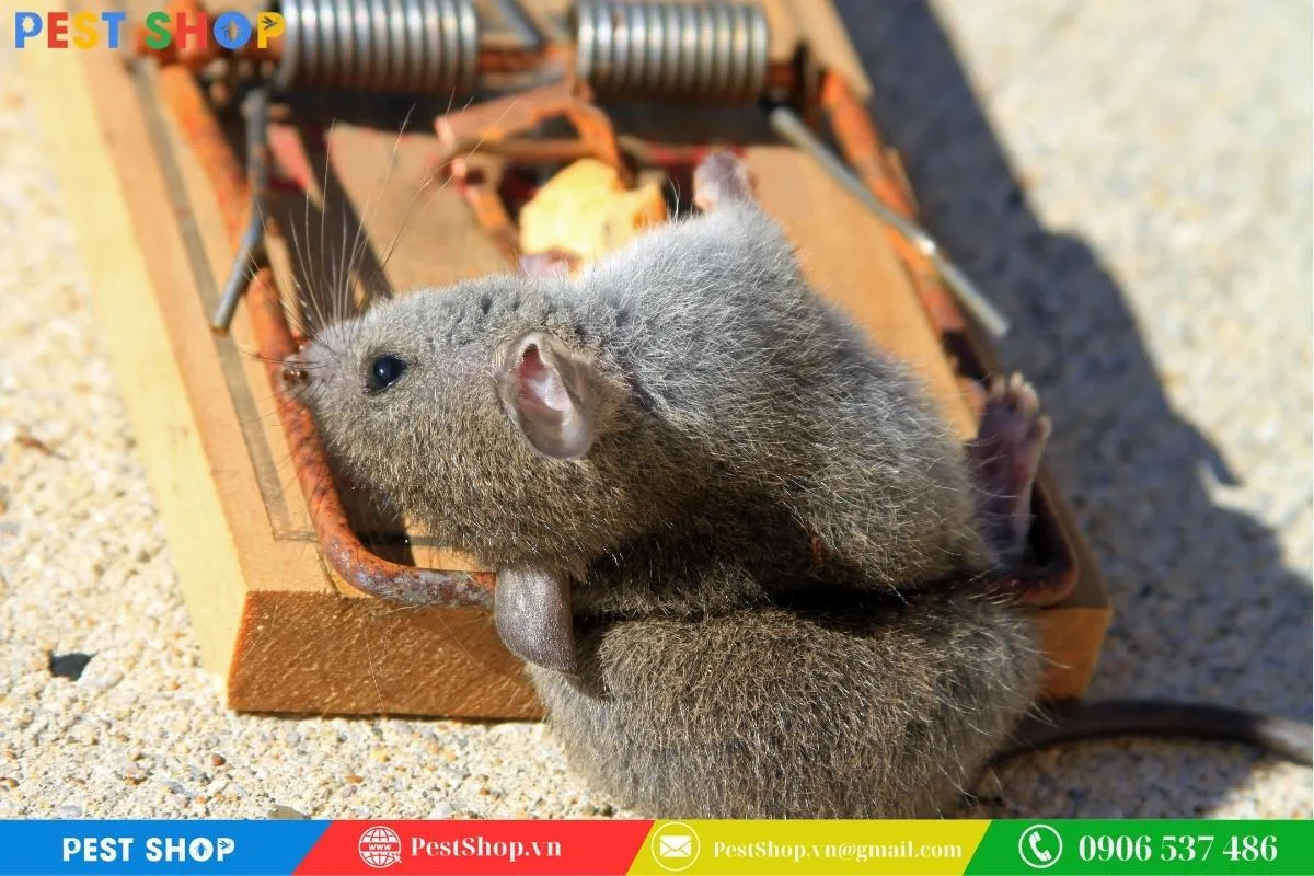 Mô hình bẫy kẹp truyền thống, một cách bẫy chuột cống hiệu quả khi sử dụng mồi nhử thích hợp