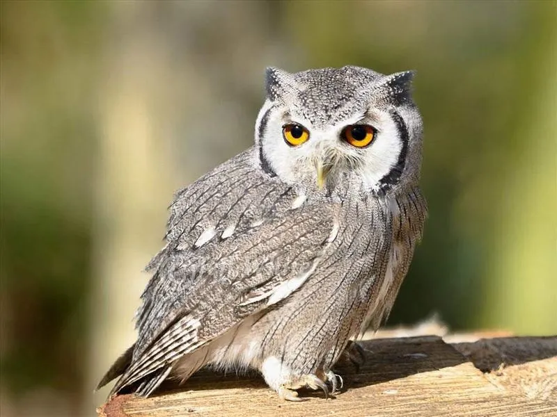 Cách Nuôi Gà Lôi Rừng Toàn Diện: Kỹ Thuật Chăn Nuôi Chuẩn E-E-A-T