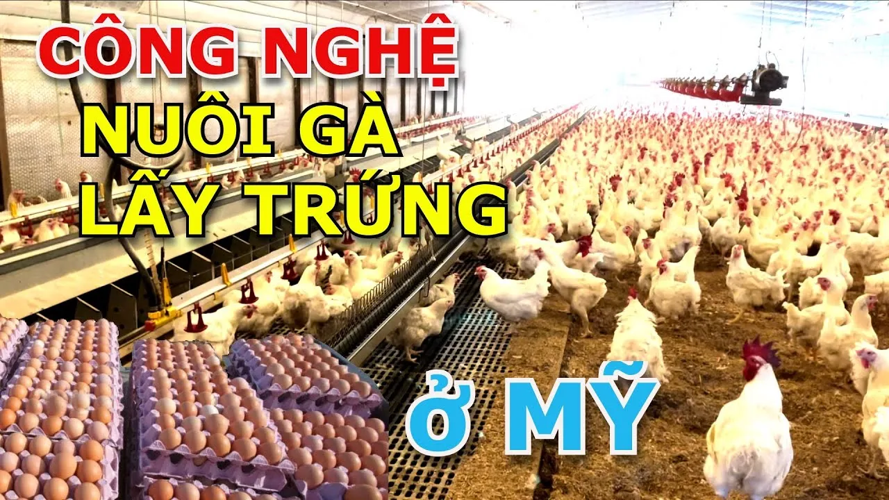 Mô hình chuồng nuôi gà đẻ trứng không lồng (cage-free) hiện đại và thân thiện với phúc lợi động vật