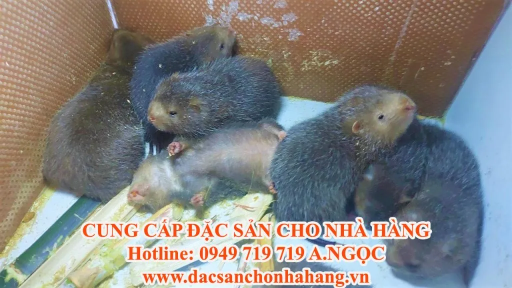 Mô hình chuồng trại nuôi dúi sinh sản được xây dựng bằng gạch men sạch sẽ và thoáng mát