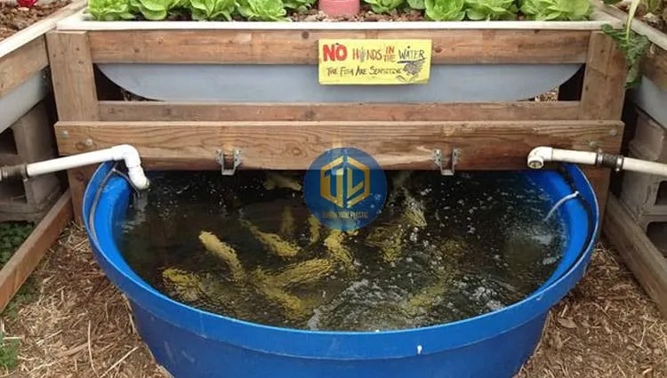 Mô hình nuôi cá rô phi thâm canh trong bể có hệ thống lọc nước