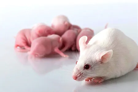 Mô hình nuôi dưỡng chuột bạch trong môi trường sạch sẽ, đáp ứng dinh dưỡng