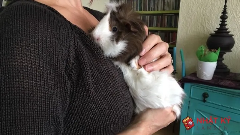 Mô tả cách bế chuột lang sai cách gây căng thẳng, dẫn đến hành vi cắn.