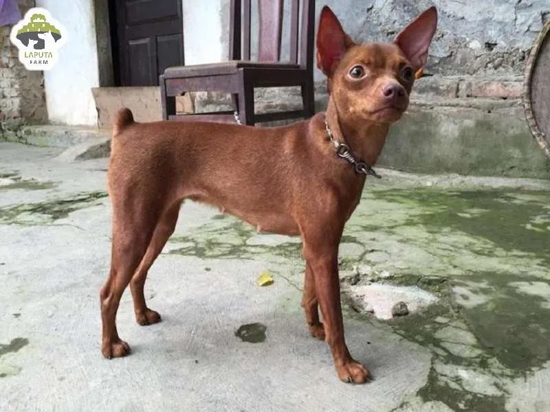 Mô tả đặc điểm ngoại hình chó Phốc Hươu, tai dựng và bộ lông ngắn màu đỏ sẫm