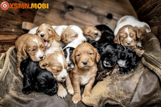 Giải mã bí ẩn mơ thấy chó con đánh số gì mang lại tài lộc