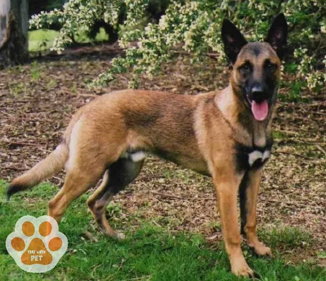 Tập cho chó Becgie Bỉ làm quen với môi trường sống