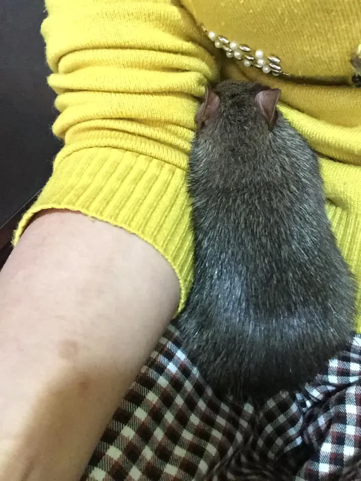 Môi trường sống của chuột cống nhum trong lồng có đồ gặm mài răng