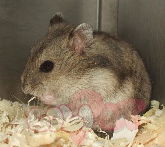 Môi trường sống của chuột hamster winter white sóc với lót chuồng dày và phụ kiện thiết yếu