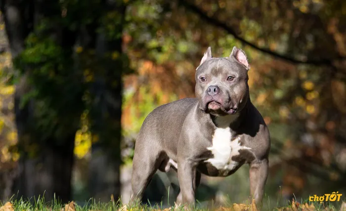 Môi trường sống lý tưởng cho sự phát triển của pitbull chó con