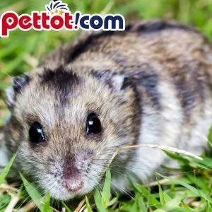 Môi trường sống lý tưởng với lồng và bánh xe của giống chuột hamster Syrian