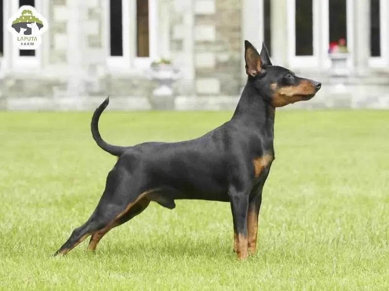 Môi trường sống phù hợp cho chó phốc hươu cần ấm áp