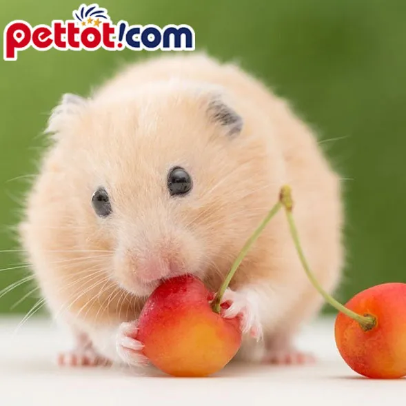 Môi trường sống sạch sẽ giúp ngăn ngừa stress và bệnh ướt đuôi ở hamster