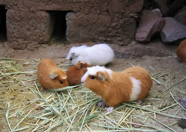 Môi trường sống tự nhiên của chuột lang, với nền đất có cỏ khô và các tảng đá nhỏ