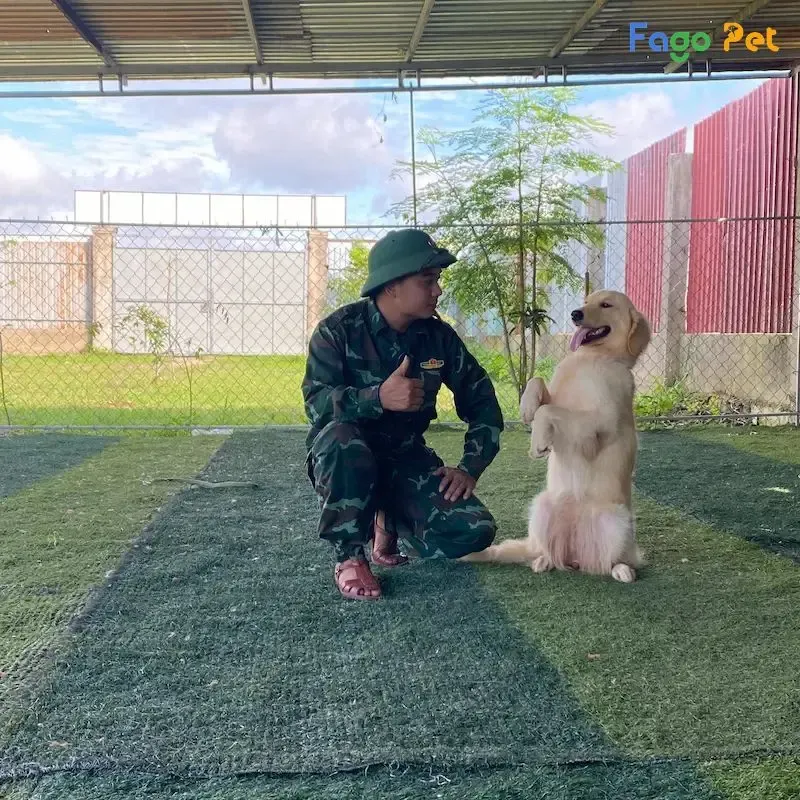 Môi trường và điều kiện cơ sở vật chất lý tưởng hỗ trợ việc huấn luyện chó Phốc Sóc hiệu quả.