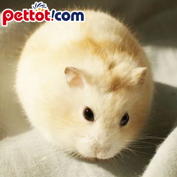 Một bé chuột hamster màu vàng đang ăn hạt, minh họa chế độ dinh dưỡng hàng ngày của loài gặm nhấm này