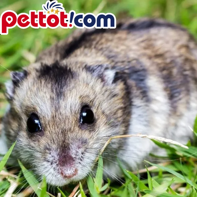 Một bé hamster màu cam nâu đang nhìn ra khỏi lồng