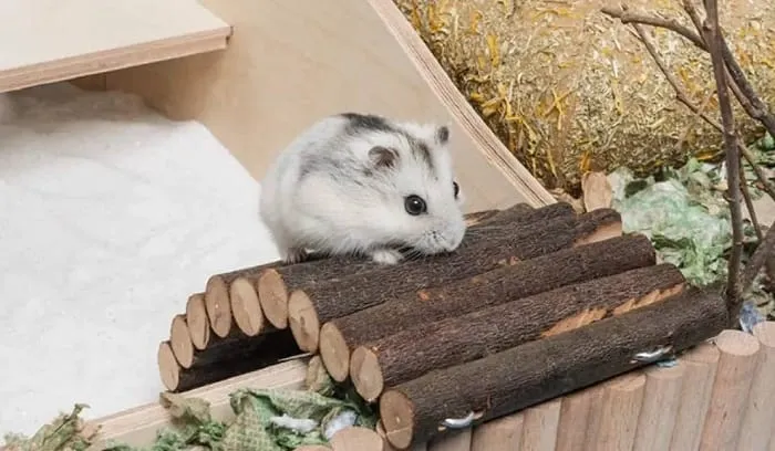 Một cặp chuột Hamster Winter White đang ngồi cạnh nhau, thể hiện sự thân thiện và nhỏ nhắn