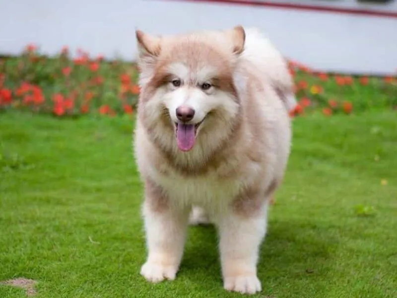 Một chú Alaska màu hồng phấn đứng giữa tuyết, thể hiện vẻ đẹp quý tộc