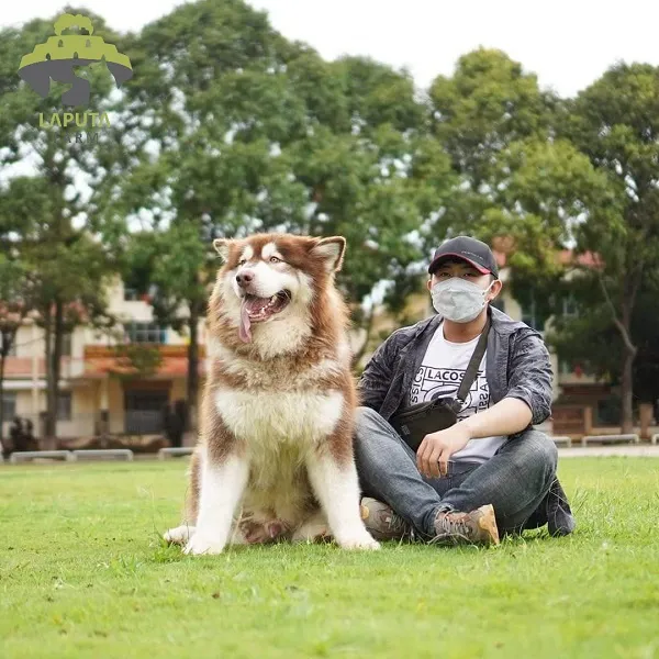 Một chú Alaska với vẻ mặt thân thiện, rất thích hợp làm bạn đồng hành