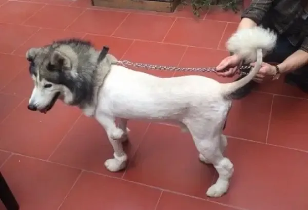 Một chú chó Alaska đang được nhân viên chuyên nghiệp cắt tỉa lông bằng kéo và tông đơ, nhấn mạnh tầm quan trọng của việc chải lông đúng cách