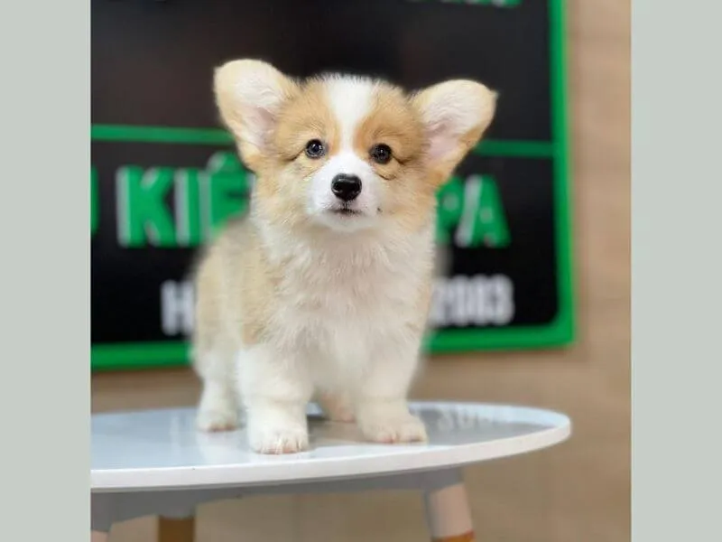 Một chú chó corgi lông dài nằm nghỉ ngoài trời, nhấn mạnh đặc điểm gen lặn FGF5