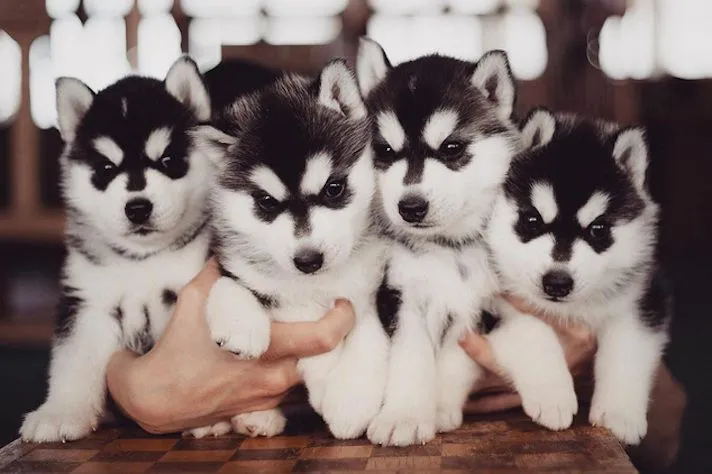 Một chú chó Husky con đang ăn, thể hiện nhu cầu dinh dưỡng và tầm quan trọng của chế độ ăn uống trong việc xác định chi phí nuôi Husky.