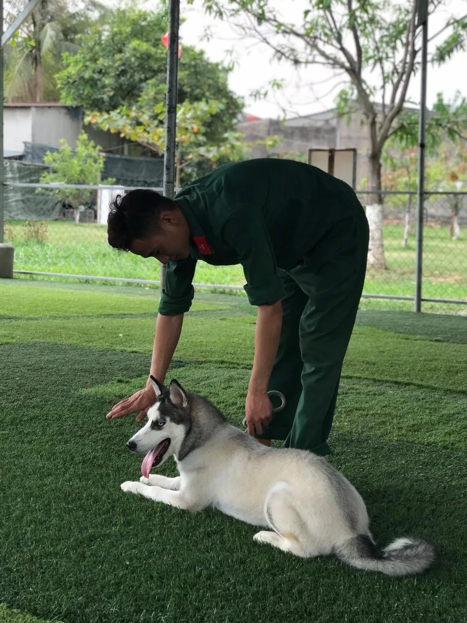 Một chú chó Husky đã được huấn luyện thành công đang nằm thư giãn trong chuồng, biểu hiện sự ngoan ngoãn